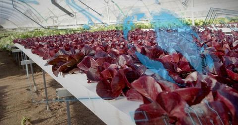 Innovative hydroponic farming of red lettuce in modern greenhouse