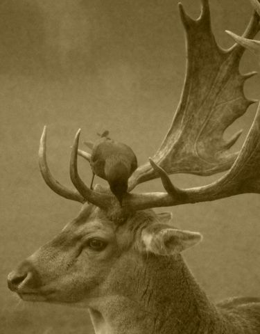 Majestic stag with bird perching on antlers sepia wildlife portrait for rustic decor