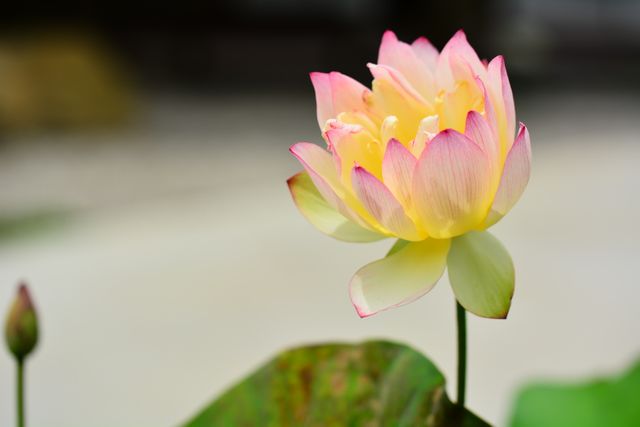 Close-up of Blooming Lotus Flower with Delicate Pink Petals and Bud - Download Free Stock Photos Pikwizard.com