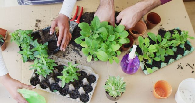 Group Planting Herbs and Succulents on Table - Download Free Stock Images Pikwizard.com