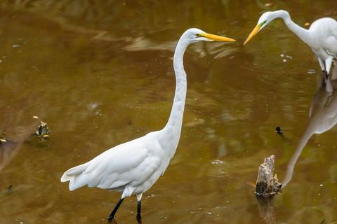 Majestic great sandhill crane egrets standing in wetland waters