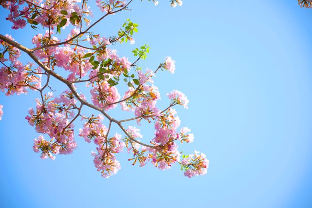 A beautiful scene featuring pink cherry blossoms in full bloom under a clear blue sky. The vibrant colors and natural beauty of the flowers create a peaceful and refreshing atmosphere. Ideal for use in nature-related content, spring promotions, floral designs, greeting cards, and as a desktop wallpaper or background.