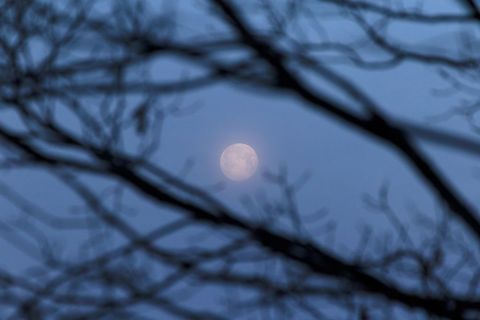 Silhouetted branches framing full moon at twilight