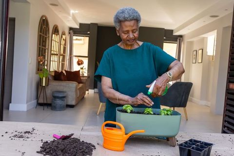 Senior african woman caring for indoor herb planter, spraying seedlings with water