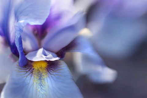 Close-up of delicate purple iris petals in bloom