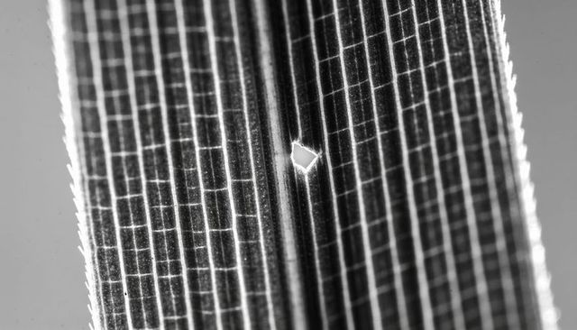 Monochrome macro featuring serrated grass blade with diamond hole and linear vein pattern