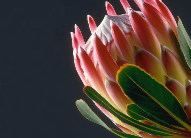 Close-up view of a vibrant Protea flower with striking pink petals against a dark background. This image can be used for botanical illustrations, nature-themed designs, and floral prints.