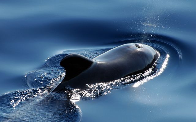 Pilot Whale Swimming and Breathing in Calm Ocean Water - Download Free Stock Photos Pikwizard.com
