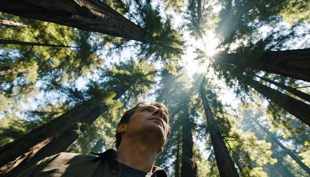 Man gazing upward through towering redwood canopy with sunbeams streaming through