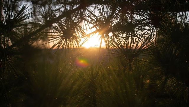 Sunlight filtering through pine needles creating warm backlit bokeh and lens flare