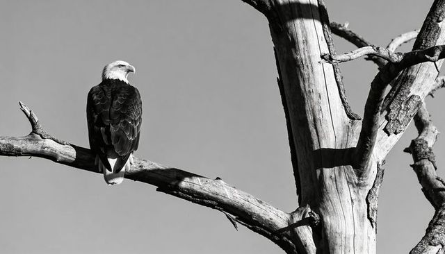 Bald eagle perching on dead limb of weathered trunk with high-contrast monochrome