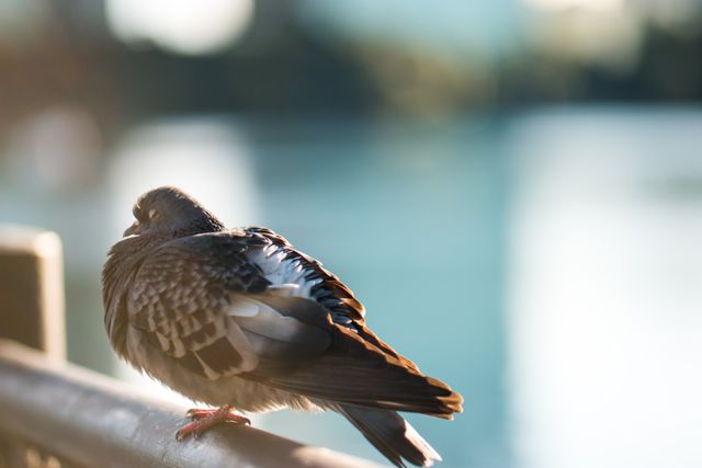 Pigeon resting on a fence, with its feathers illuminated by sunlight, overlooking a body of tranquil water in the background. This serene scene is perfect for nature-themed projects, wildlife articles, and outdoor adventure storytelling.