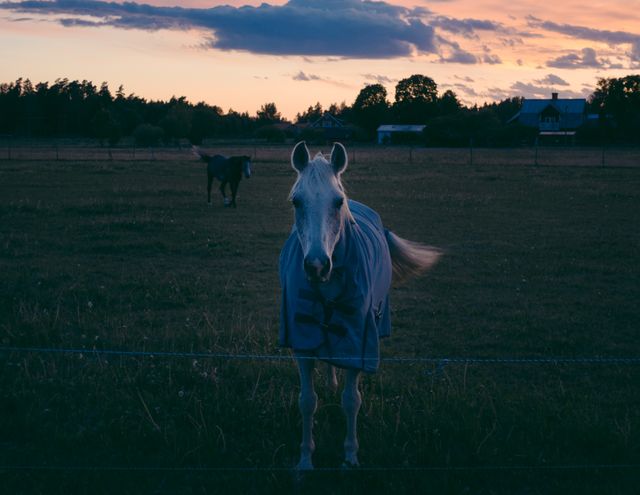Beautiful serene scene of a horse standing in a pasture at dusk, wrapped in a blanket, with a picturesque sunset in the background. Ideal for farm life depictions, rural settings, or animal care promotions.