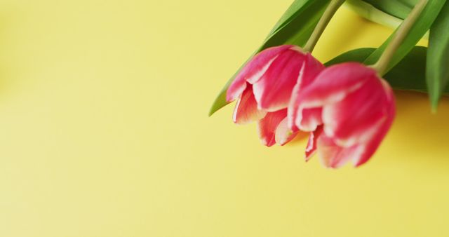 Image of two pink tulip flowers on a yellow surface - Download Free Stock Photos Pikwizard.com