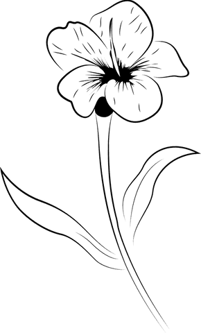 minimalist transparent botanical line drawing illustration - Download Free Stock Videos Pikwizard.com