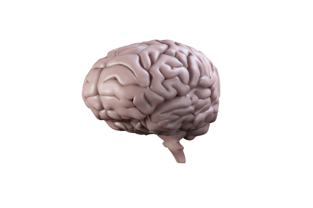 Realistic Digital Brain on Transparent Background - Download Free Stock Videos Pikwizard.com