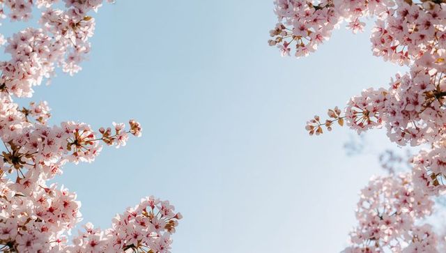 Framing cherry blossoms forming delicate canopy against pale blue sky with pink petals