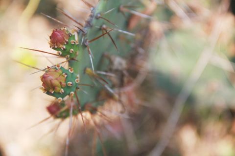 Close-up of prickly pear cactus buds