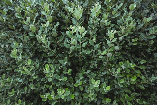 This image showcases a close-up view of lush green foliage, perfect for use in nature-themed projects, gardening blogs, environmental campaigns, or as a natural background for various design purposes.