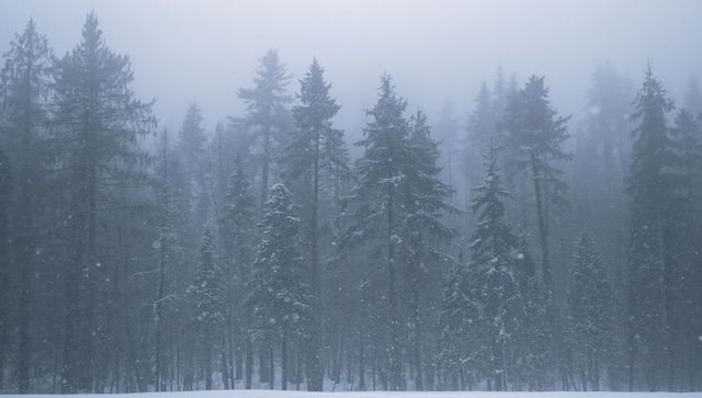 Whispering Snowfall Blanketing Spruce Forest in Soft Winter Fog, Serene Boreal Landscape