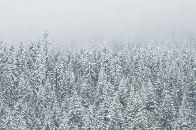 Snow-covered Evergreen Forest in Winter Fog - Download Free Stock Photos Pikwizard.com