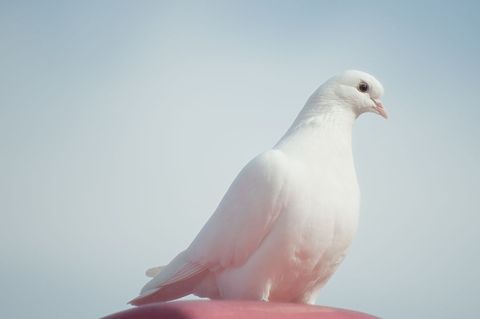 White Dove Perching Against Clear Sky