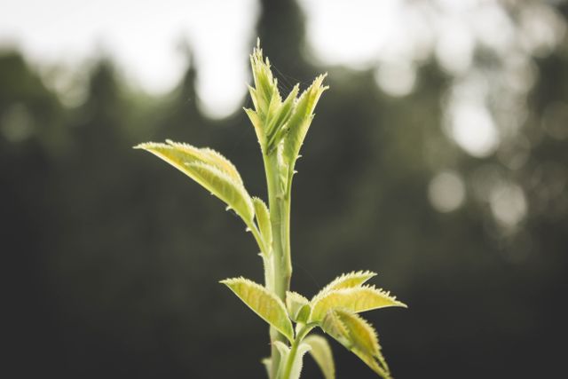 Close-up of a young plant shoot with fresh green leaves and a blurred natural background. Perfect for use in environmental, botanical, and nature-themed projects. Ideal for promoting growth and sustainability concepts.