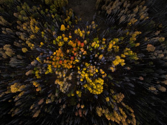 Stunning overhead view of an autumn forest showcasing a vivid, colorful canopy with shades of yellow, red, and orange scattered across tree tops. Ideal for use in nature articles, travel brochures, or as a decorative piece in nature-themed spaces.