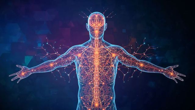 Translucent nervous system visualization showcasing glowing neural network, brain and spinal cord