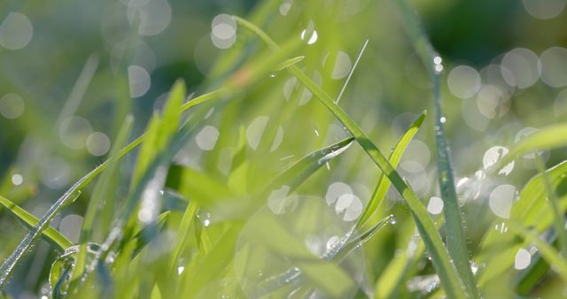 Dew-covered grass blades glistening in morning sunlight - Download Free Stock Images Pikwizard.com