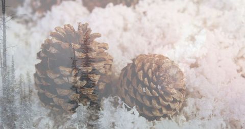 Wintery Mix of Pine Cones on Snowy Forest Landscape - Download Free Stock Images Pikwizard.com