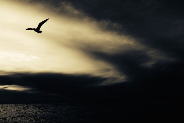 Silhouette of a bird flying against a dramatic, moody sky at dusk over a calm ocean. Perfect for adding depth to nature and travel themes, symbolizing freedom, solitude, or serenity. Ideal for use in inspirational content, backgrounds, presentations, and environmental campaigns.