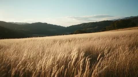 Golden Grass Swaying in Gentle Breeze Amid Hills and Clouds