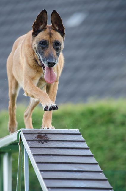 Belgian Malinois Practicing Dog Agility on Ramp Outdoors - Download Free Stock Photos Pikwizard.com