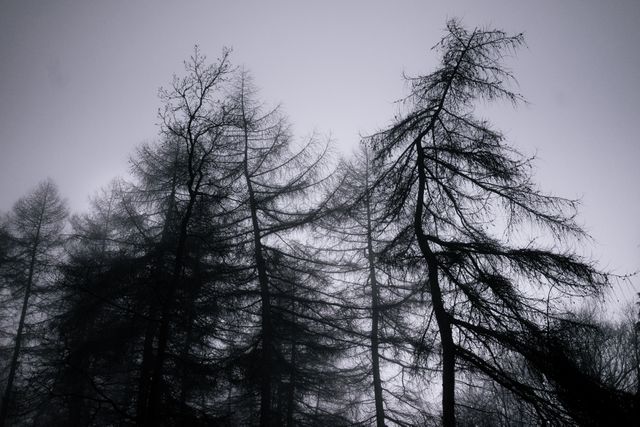 Bare trees with twisted branches create a spooky, eerie atmosphere in the foggy forest under an overcast sky. Ideal for projects needing a mysterious, haunting, or atmospheric visual. Perfect for themes of nature, silence, and solitude.