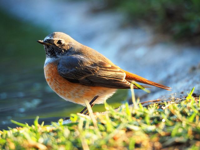 Close-up view of a vibrant redstart bird perched on grassy shoreline, displaying its striking red and orange plumage. Ideal for nature enthusiasts, wildlife photography, bird watching content, educational materials on birds, and outdoor adventure publications.