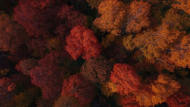 Breathtaking Aerial View of Dense Autumn Canopy