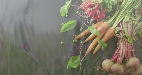 Fresh Organic Vegetables Summer Harvest Display