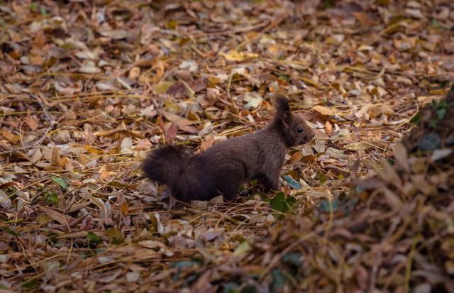 Photo capturing brown squirrel surrounded by colorful autumn leaves in forest. Can be used in nature-themed blogs, wildlife documentaries, fall season advertisements, educational materials on forest ecosystems, or activities promoting outdoor wildlife observation.