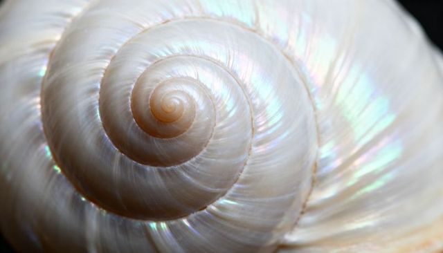 Pearly Spiral Seashell Macro Closeup Showing Iridescent Nacre and Opalescent Spiral Luminous Texture