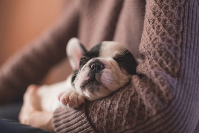 Adorable French Bulldog puppy sleeping peacefully in person's sweatered arms, creating a cozy and heartwarming scene. Perfect for use in pet care advertisements, greeting cards, social media posts about pets, and animal welfare campaigns.