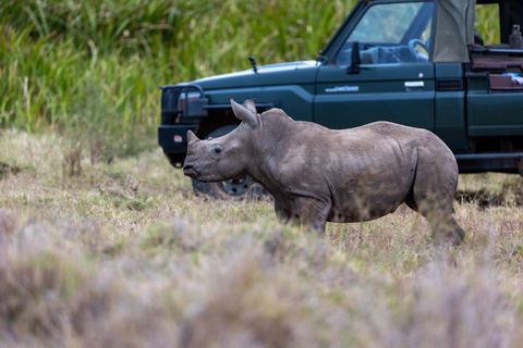 Black rhino calf walking near safari vehicle on african grassland, conservation moment