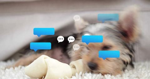 Terrier pup resting with rawhide bone and chat-bubble overlay for pet social concept