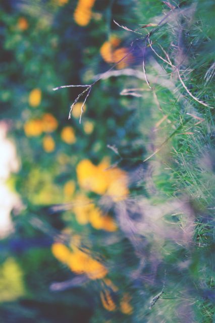 Abstract Nature Background with Blurred Flowers and Green Grass - Download Free Stock Images Pikwizard.com