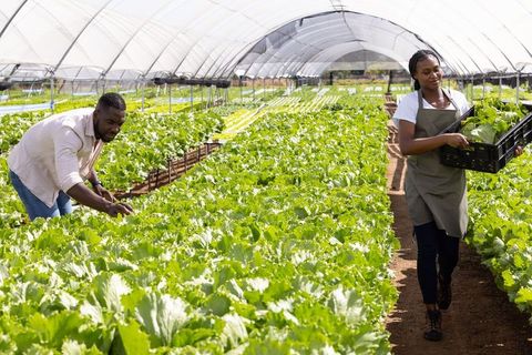 Prosperous Lettuce Farming in Sustainable Greenhouse