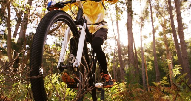 Cyclist Mountain Biking Through Forest in Early Morning Sunlight - Download Free Stock Images Pikwizard.com