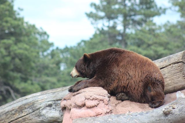 Brown bear relaxing on smooth rocks next to a fallen log in a peaceful forest. Useful for themes related to wildlife, nature, conservation, outdoor adventure, and national parks.