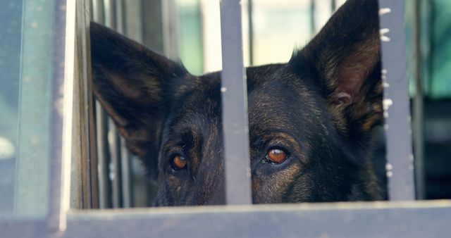 A German Shepherd peers through metal bars, with copy space. Captured outdoors, the dog's gaze suggests alertness or anticipation of something beyond the frame.