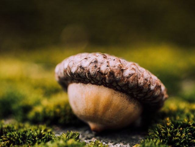 Close-Up of Acorn Resting on Mossy Surface in Nature - Download Free Stock Photos Pikwizard.com