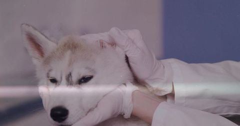 Veterinarian examining siberian husky ear wearing gloves in veterinary clinic